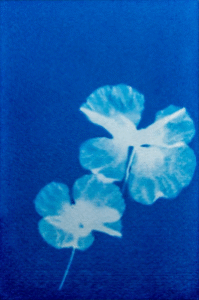 natuur le coquillot 200x302