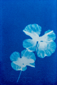 natuur le coquillot 200x302